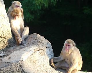 夜の動物たちを観察できる「ZOOMOナイト」が岩手県の盛岡市動物公園で開催