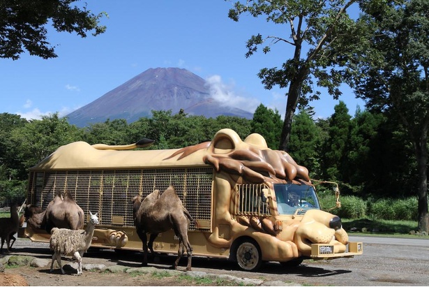 コロナ対策情報付き】富士サファリパークは楽しみ方いろいろ！クマやライオンに大接近するスリル！｜ウォーカープラス