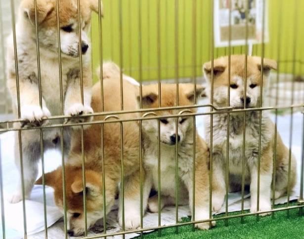 秋田犬保存会の公式Twitterでは、キュートな秋田犬の姿が毎日更新されている