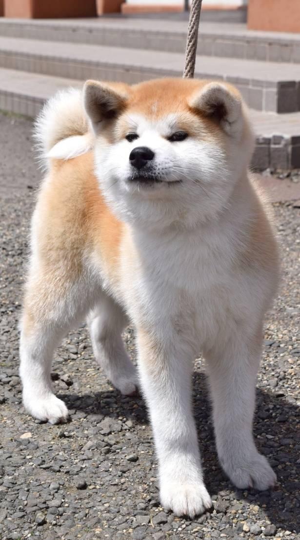 “日本犬”と聞いてイメージしやすい「赤毛」