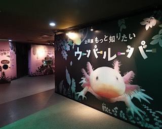 知っているようで知らない？「企画展 もっと知りたい ウーパールーパー」が岐阜県で開催中