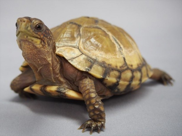 陸ガメで唯一毒を持つ「ミツユビハコガメ」