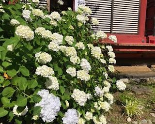 季節の風情あふれる古社、奈良県桜井市の談山神社であじさいが見ごろ