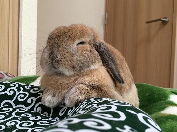 うたたね中のラブリーな表情に注目