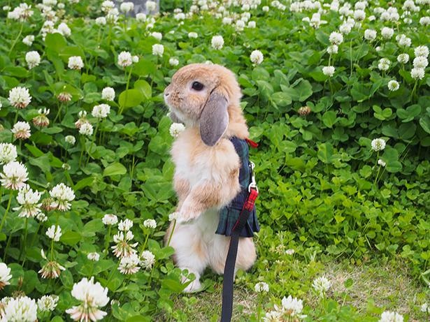 シロツメクサに囲まれた美しい一枚