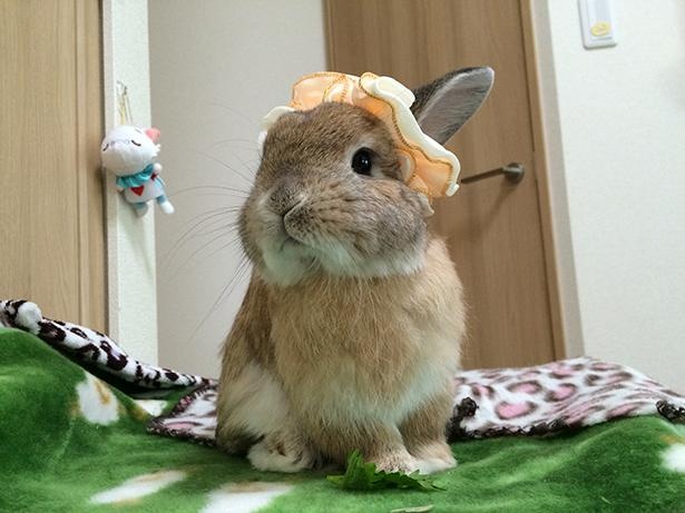 シュシュをヘアバンド風にアレンジ