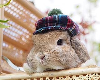 コスプレうさぎ・タフィーくん七変化！名探偵やパイロット、フルーツ・・・なんにでも変身するかわいさの秘訣