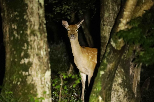 【写真】夜の森で動物たちと目が合った瞬間はドキドキすること間違いなし