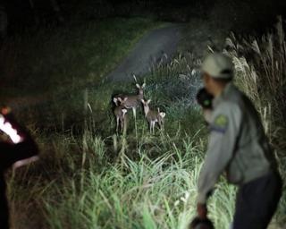 夜の森を探検！長野県軽井沢町で「ワイルドサファリツアー」実施中