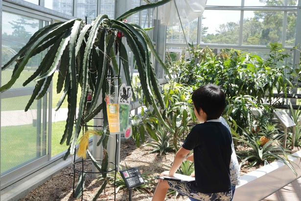 画像2 3 植物の面白さを学ぼう 宮崎県宮崎市で おもしろ植物展 開催 ウォーカープラス