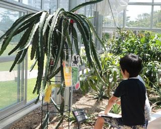 植物の面白さを学ぼう！宮崎県宮崎市で「おもしろ植物展」開催