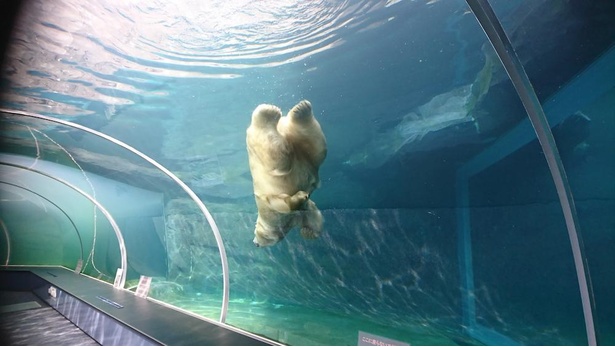 コロナ対策情報付き 札幌市円山動物園はオールシーズンでおすすめ グルメやお土産情報も紹介 ウォーカープラス