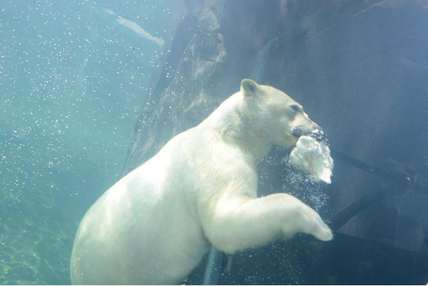 コロナ対策情報付き 札幌市円山動物園はオールシーズンでおすすめ グルメやお土産情報も紹介 ウォーカープラス