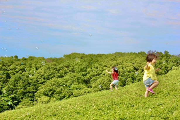 甲子園2個分の広さに緑が溢れる/グリナリウム淡路島