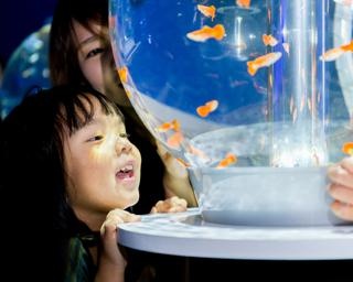 世界の魚が集結！千葉県木更津市で「ジュエリーアクアリウム」期間限定オープン