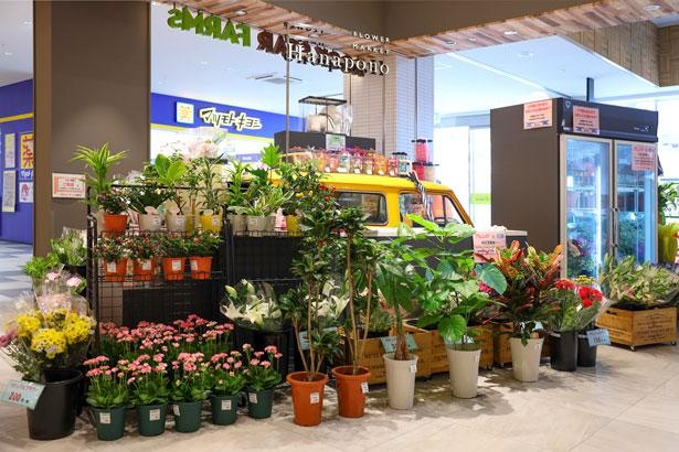 関西の市場から選りすぐりの花を取りそろえている／花pono