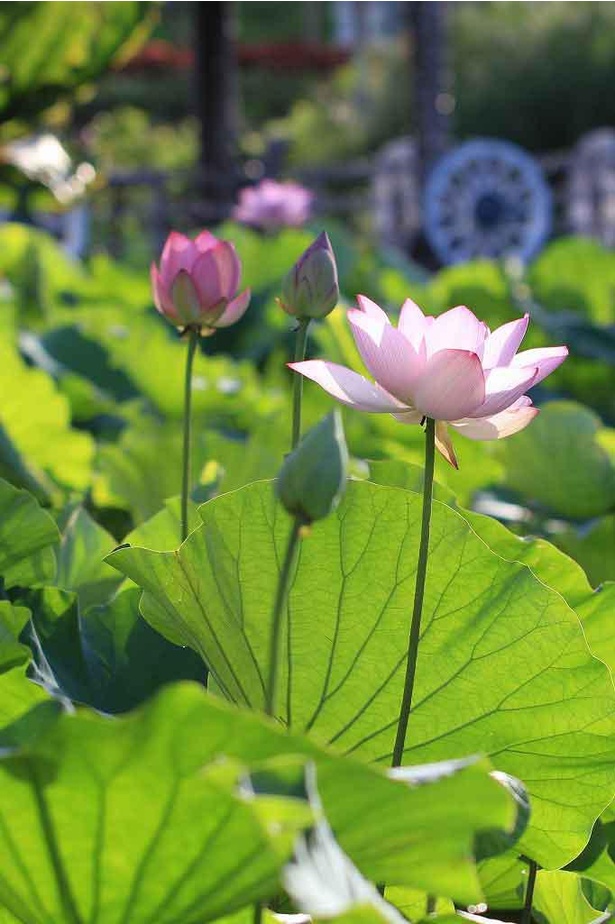 画像3 3 水辺の花が咲き誇る 沖縄県沖縄市で 蓮 睡蓮めぐり 開催中 ウォーカープラス