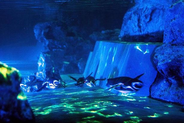 幻想的な光の中を泳ぐペンギンたちの、貴重な姿を見ることができる