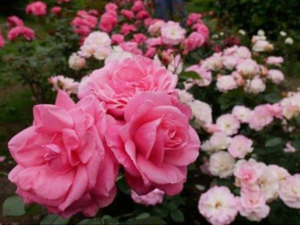 【写真】イギリスの家庭の庭をモチーフにした散策型のローズガーデン/バラの小径 ローズウオーク
