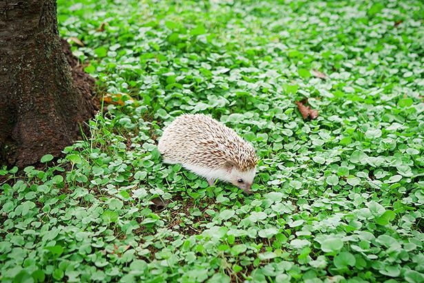 よく食べてよく動く、アスリートタイプの麦作くん