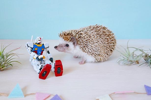 【写真】ガンダム×ハリネズミのおもしろコラボ！フィギュアに興味津々