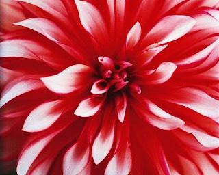蜷川実花の世界観を体感！北海道札幌市で「蜷川実花展」が開催中