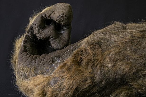 ケナガマンモスの鼻(冷凍標本)