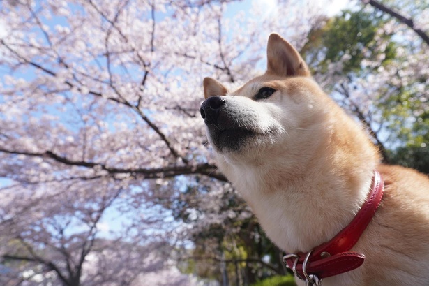 桜が満開の宇治川公園(京都府)で、カレンダー用の撮影を兼ねてお花見