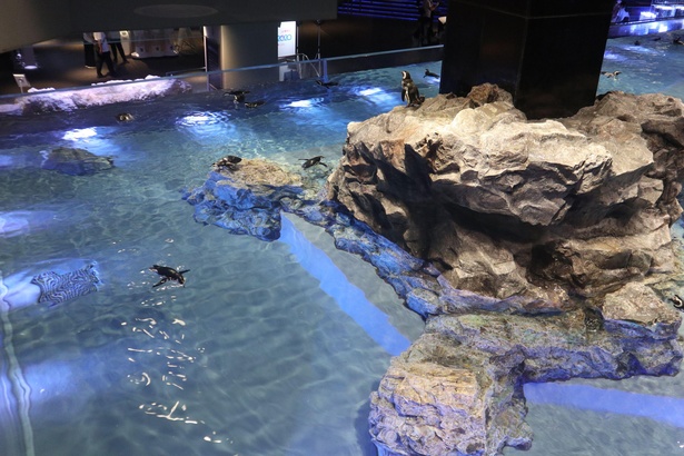 画像33 34 クラゲの宝石箱や すみだ水族館がリニューアル 新設されたクラゲ500匹の大型水槽などをレポート ウォーカープラス