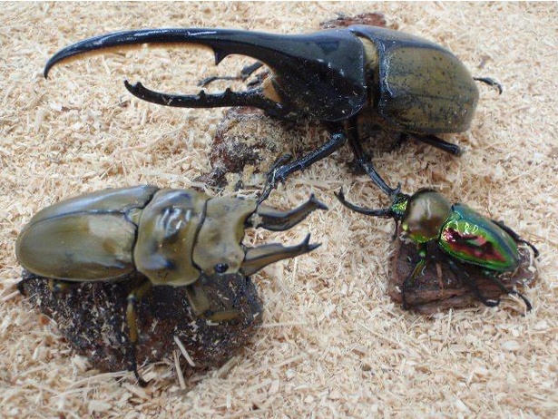 家族で楽しめる 世界のカブトムシ クワガタムシ展 が福島県須賀川市で開催中 ウォーカープラス