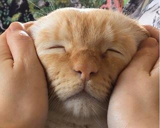 全く猫に見えない、おじいちゃんフェイスで話題！てとくんの“なでり”写真に癒やされる人が続出！