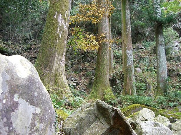 まるで根が岩を噛むように生える姿が珍しい岩根の杉林。岩根橋の両岸にスギが群生する / くらがり渓谷