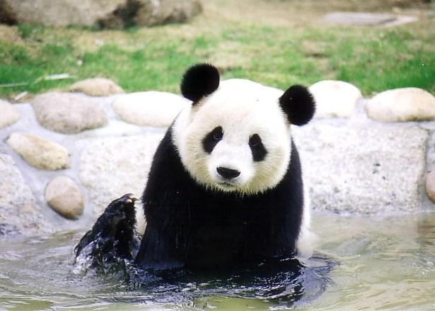神戸 王子動物園のパンダのタンタンお別れ 悲劇乗り越えた年 ウォーカープラス