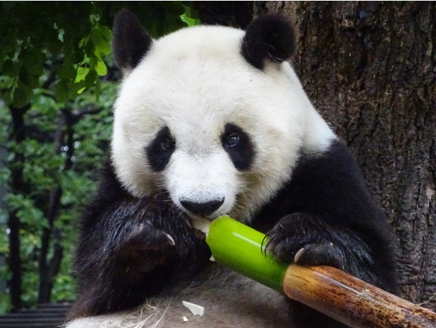 神戸・王子動物園のパンダのタンタンお別れ。悲劇乗り越えた20年 