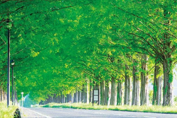 和名ではアケボノスギと言われていて、夏の時期には葉が緑になり迫力ある風景が楽しめる／滋賀・メタセコイア並木