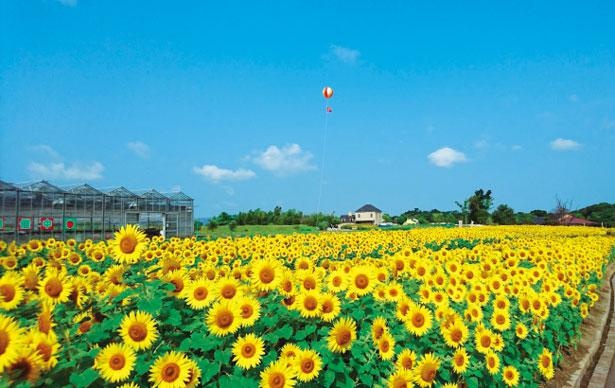 満開のヒマワリのフォトジェニックな風景が楽しめる／兵庫・淡路ファームパークイングランドの丘