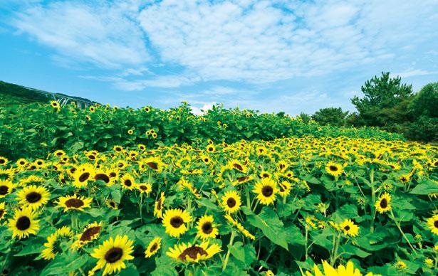 花と緑と海に囲まれた自然豊かな国営公園／兵庫・淡路島国営明石海峡公園