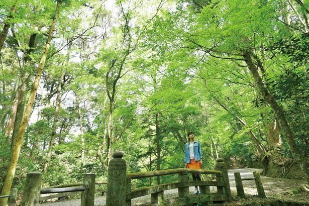 標高約498メートルの春日山に広がる約250万平方メートルの原始林／奈良・春日山原子林～若草山
