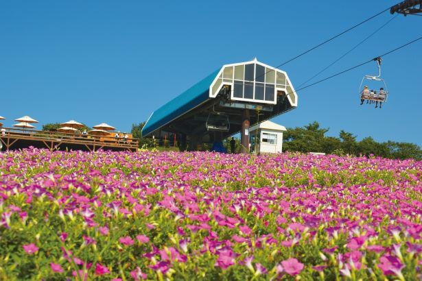 高原のペチュニア絶景に感動 日本最大級の花畑に出会う岐阜 郡上ドライブコース ウォーカープラス