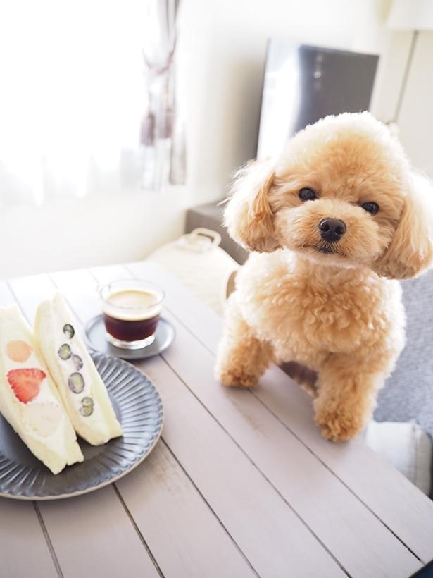 くるみちゃんと優雅なティータイム
