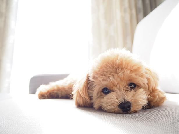 ぺたんこ状態でリラックス