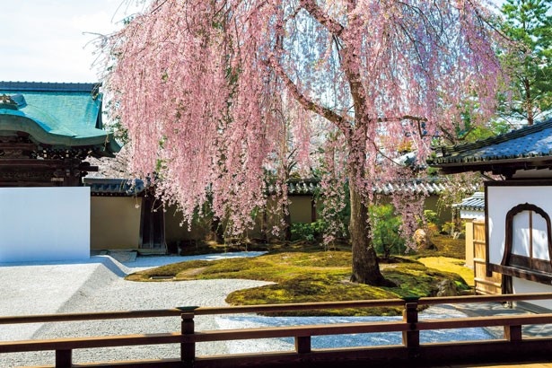 第2特集は、京都・奈良の桜よくばりルートを掲載！写真は京都・高台寺