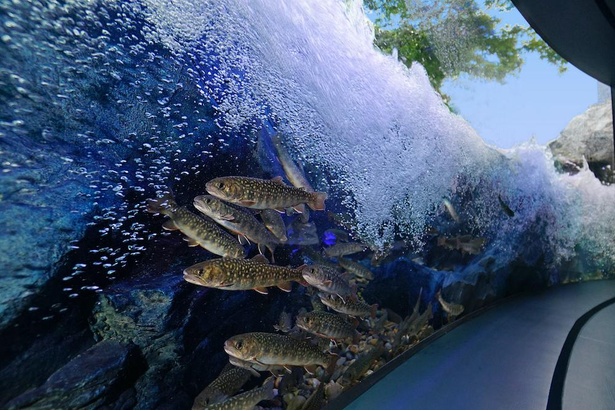 画像1 11 マリホ水族館で広島の水辺の生き物たちのリアルライフを観察 施設の楽しみ方を徹底紹介 コロナ対策情報付き ウォーカープラス