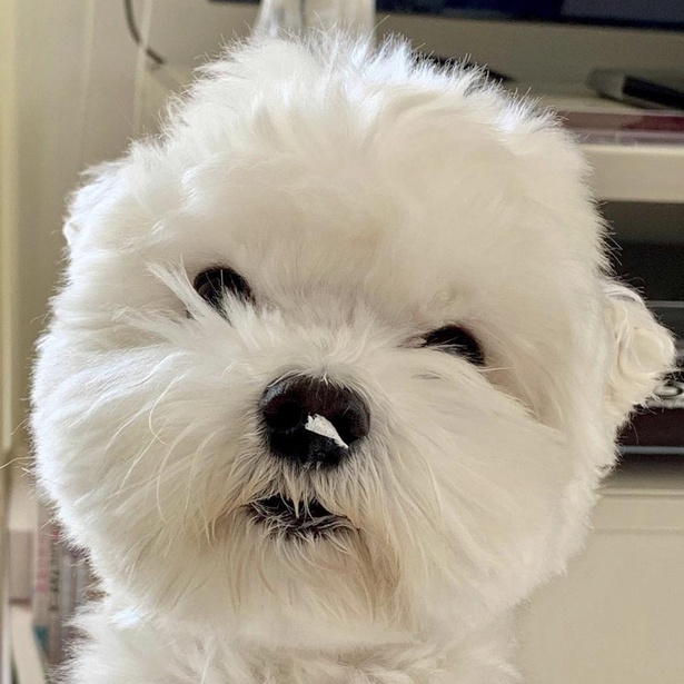鼻にティッシュをつけてきたいくらくん