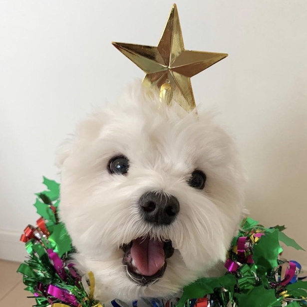 いくらくんがクリスマスツリーに！