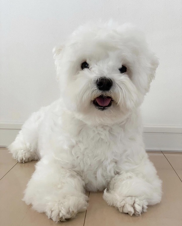 つぶらな瞳とちいさなお口がたまらなくかわいい