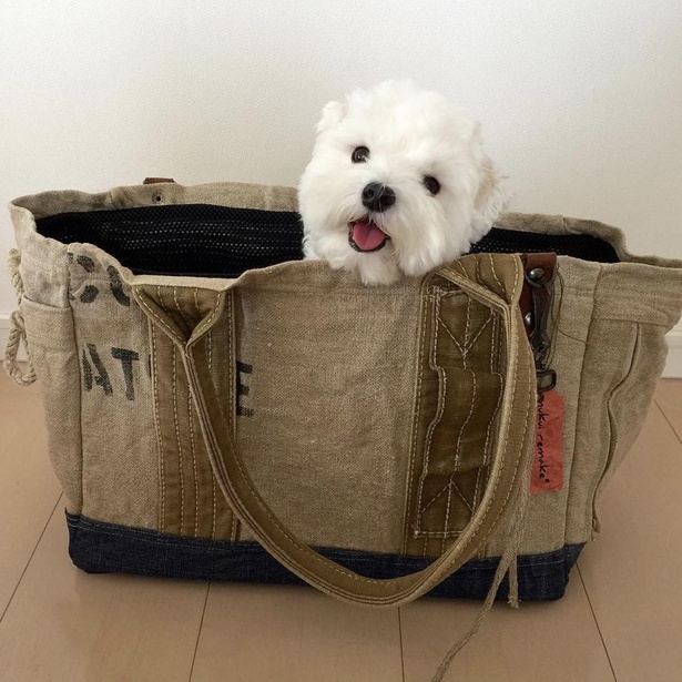 バッグの中からこんにちは