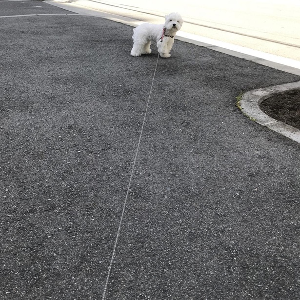 遠くから見ると、ぬいぐるみ感がすごい…！