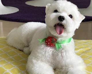 「#コロナに負けるな」！元気を届ける“わたあめマルチーズ”のいくらくんと飼い主さんのメッセージ