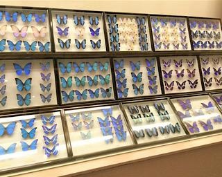強くて美しい昆虫の世界を大満喫！愛媛県総合科学博物館で「世界の昆虫大集合」が開催中